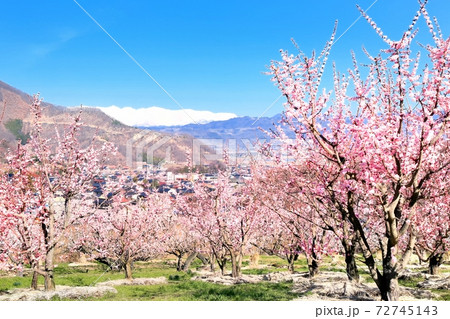 森の杏と北アルプス 72745143