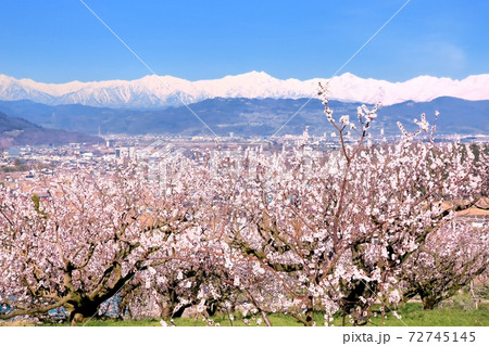 杏の花と北アルプス 72745145
