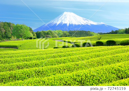 大渕笹場の茶畑と富士山 大渕笹場の茶畑と富士山 72745159