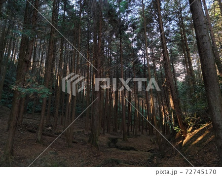 光差し込む神が隠れる場所 甘南備山 光差し込む神が隠れる場所 甘南備山 72745170