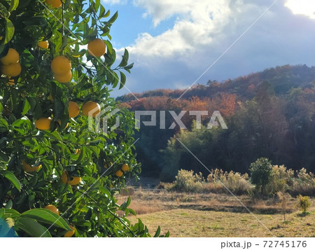神の宿る山の秋　甘南備山 72745176