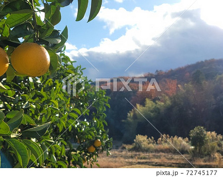 神の宿る山の秋 甘南備山 神の宿る山の秋 甘南備山 72745177