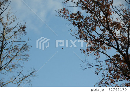 神の宿る山に見える月 甘南備山 神の宿る山に見える月 甘南備山 72745179