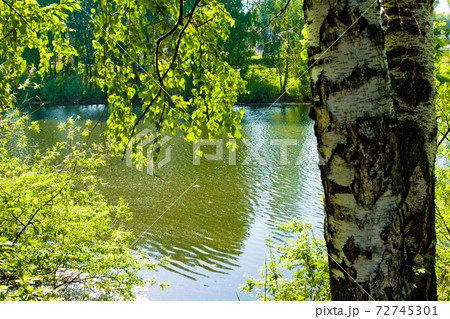 summer pond summer pond 72745301