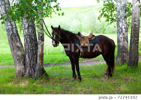 a saddled horse 72745302