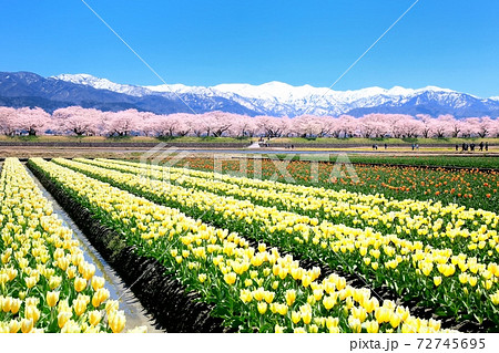 チュウリップ畑と桜並木に北アルプス 72745695