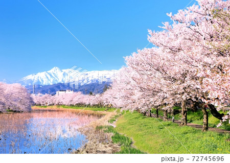 高田公園より望む妙高山と桜並木 高田公園より望む妙高山と桜並木 72745696