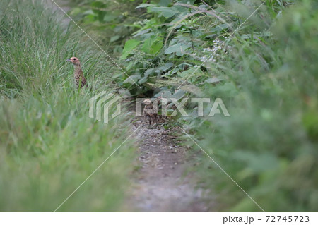 草に紛れながら警戒して歩くキジの親子 72745723