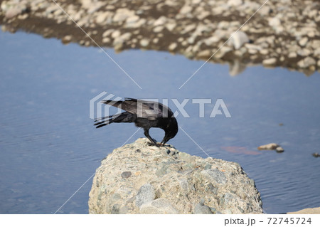 ドングリを食べるカラス 72745724