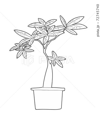 観葉植物 パキラ モノクロのイラスト素材