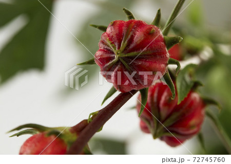 Roselle (Hibiscus sabdariffa)  fruit on white background 72745760