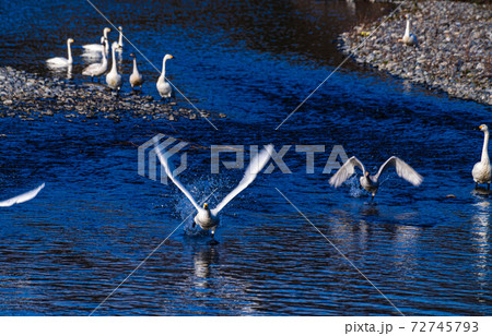 水の上を走る白鳥 72745793