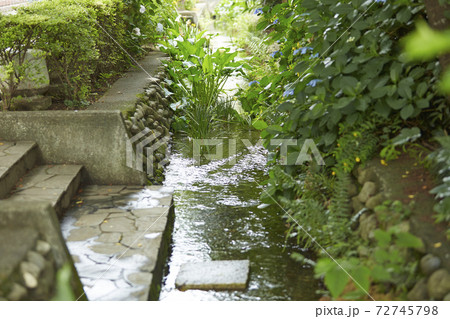 国分寺　お鷹の道 72745798