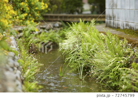 国分寺 お鷹の道 国分寺 お鷹の道 72745799