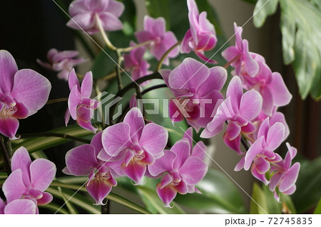 胡蝶蘭ピンクの写真素材
