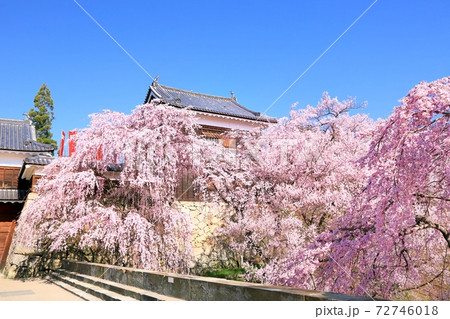 上田城の桜 72746018