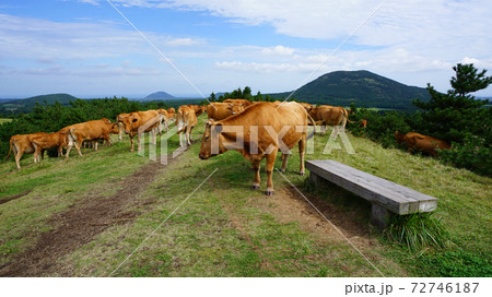 牧草 放牧 動物 72746187