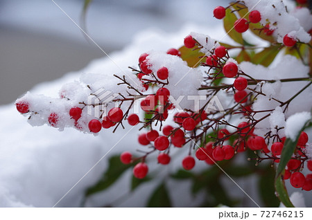 南天に積もる雪 南天に積もる雪 72746215