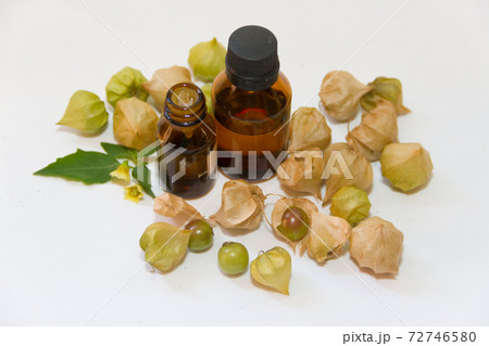 Cardiospermum halicacabum aromatic medicinal plant 72746580