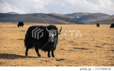 Tibet yak looking at camera in winter high altitude prairie 72746650