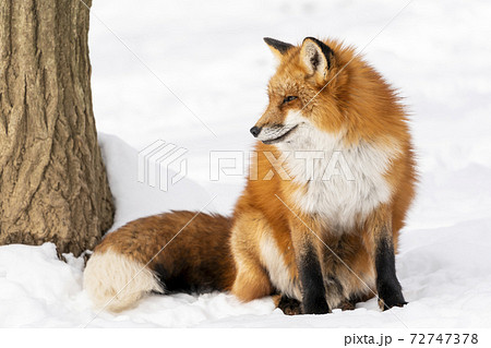 雪とキタキツネ イメージ 北海道の写真素材