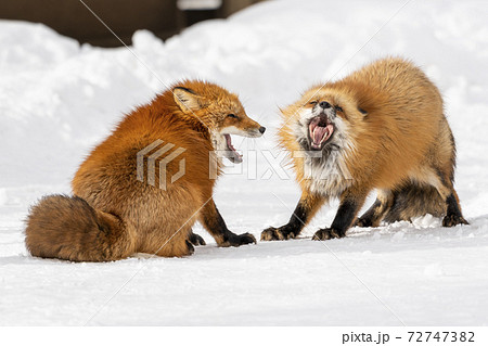雪とキタキツネ イメージ 北海道の写真素材