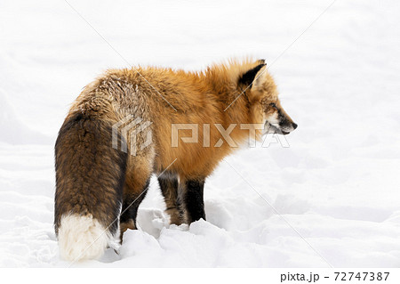 雪とキタキツネ イメージ 北海道の写真素材