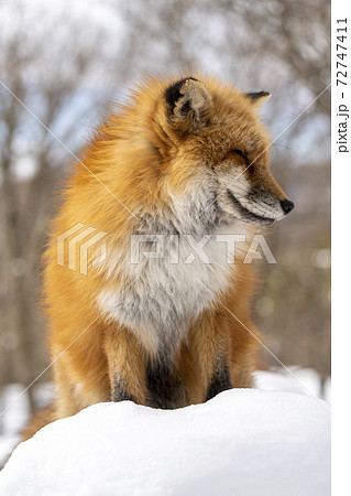 雪とキタキツネ イメージ 北海道の写真素材