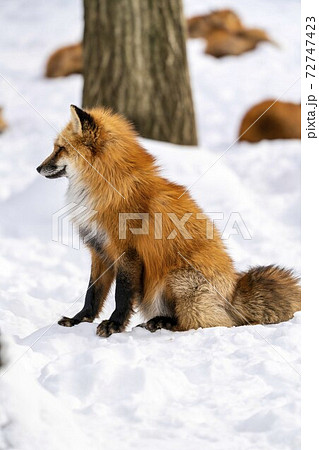 雪とキタキツネ イメージ 北海道の写真素材