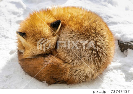 雪とキタキツネ イメージ 北海道の写真素材