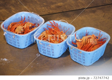 新湊きっときと市場の昼セリのベニズワイガニ 新湊きっときと市場の昼セリのベニズワイガニ 72747742