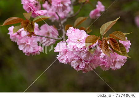 八重桜のクローズアップ 八重桜のクローズアップ 72748046