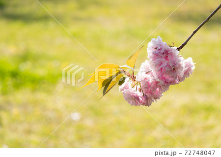 八重桜のクローズアップ 72748047