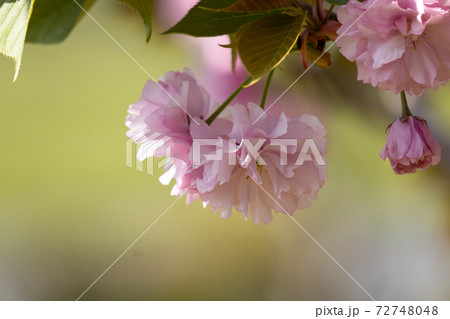 八重桜のクローズアップ 八重桜のクローズアップ 72748048