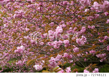 八重桜のクローズアップ 八重桜のクローズアップ 72748121