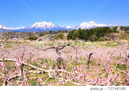 丹霞郷・モモの花と北信五岳 72748186