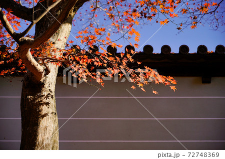 青空と築地塀の前に佇むモミジの木と紅葉 72748369