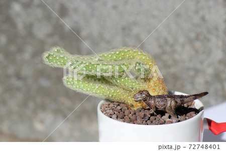 恐竜時恐竜時代を彷彿とさせる小さなサボテン 72748401