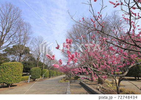 千葉県立柏の葉公園(かしわのはこうえん) 千葉県 千葉県立柏の葉公園(かしわのはこうえん) 千葉県 72748434