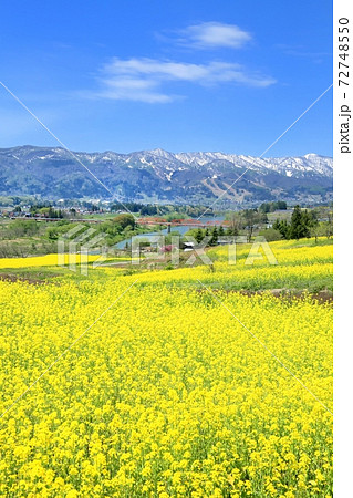 飯山・菜の花公園 72748550