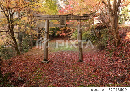 晩秋の五十鈴神社の鳥居さん 72748609