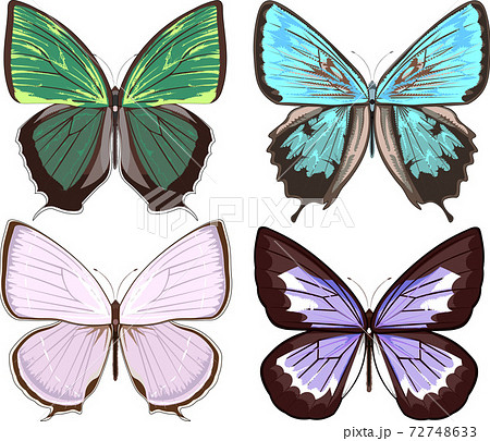 シジミチョウ　4種類　セット　イラスト 72748633