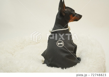 ミニチュアピンシャー 新年 着物和装　写真1 72748823