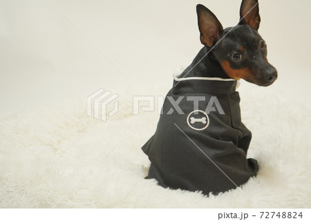 ミニチュアピンシャー 新年 着物和装　写真2 72748824