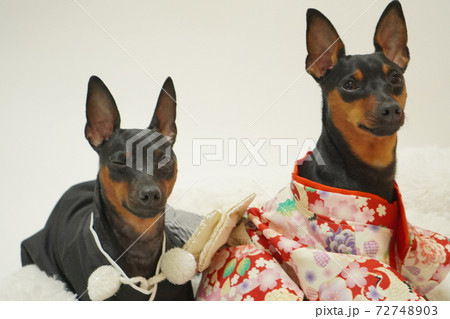 ミニチュアピンシャー 新年 着物和装　写真37 72748903