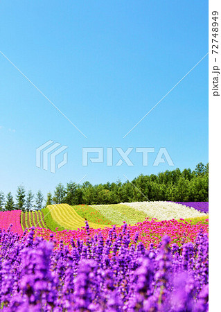 北海道　夏の青空と彩りの花畑 72748949