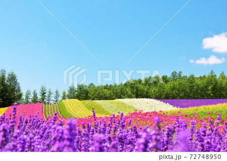 北海道　夏の青空と彩りの花畑 72748950