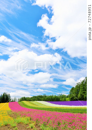 北海道　夏の青空と彩りの花畑 72748951