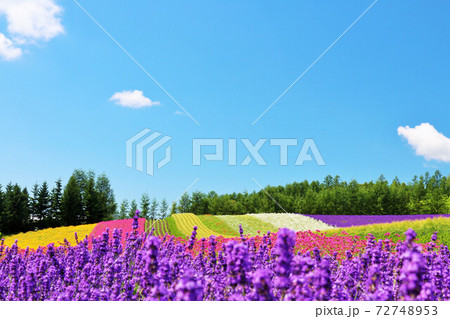 北海道 夏の青空と彩りの花畑の写真素材