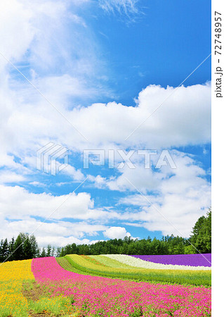 北海道 夏の青空と彩りの花畑の写真素材